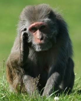 monkey scratching head