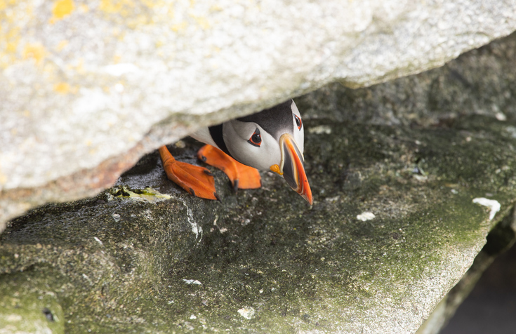 penguine peeking from under big rock